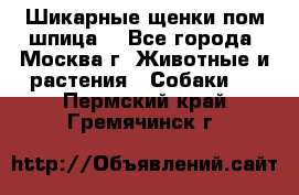 Шикарные щенки пом шпица  - Все города, Москва г. Животные и растения » Собаки   . Пермский край,Гремячинск г.